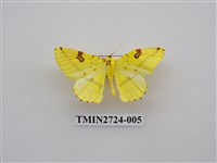 藏品(尺蛾278)的圖片